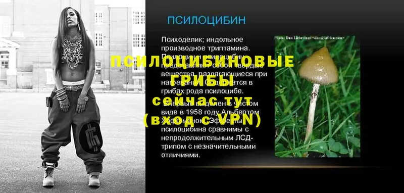 как найти   Ливны  Галлюциногенные грибы Psilocybe 